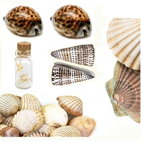 Complete Seashell Massage Kit, Cosmic Serenity Shop